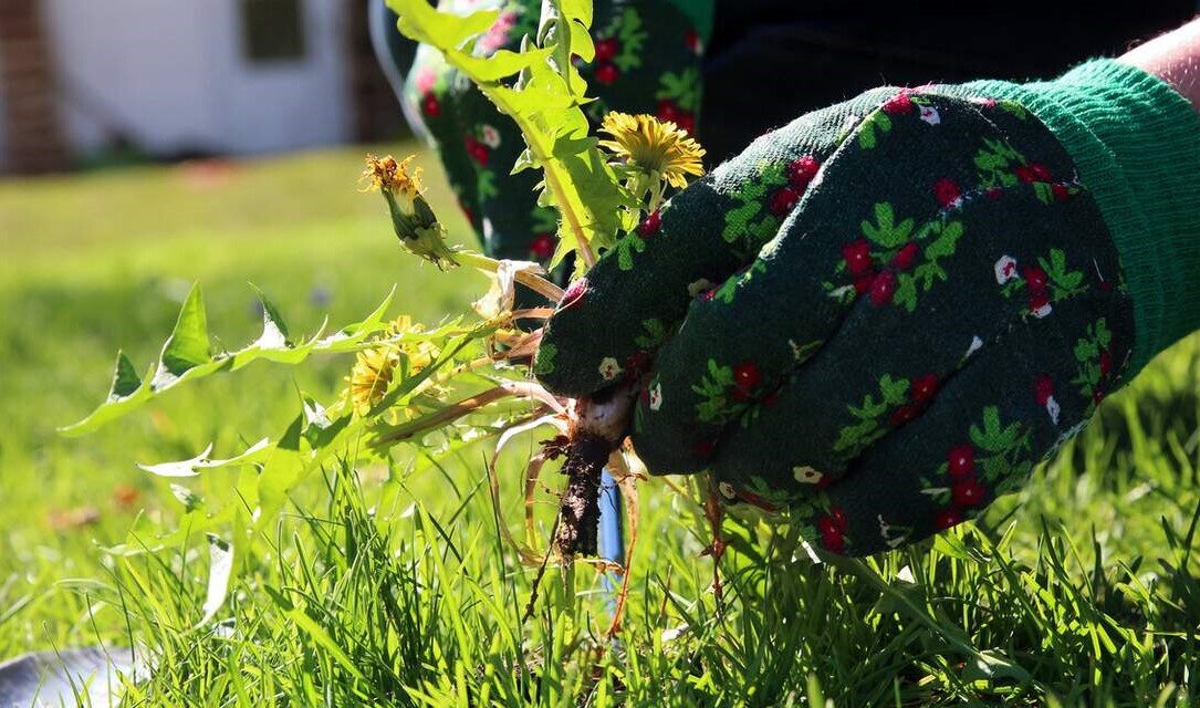 Растения борьба с сорняками. Сорняки. Сорняки на участке. Прополка сорняков. Борьба с сорняками.