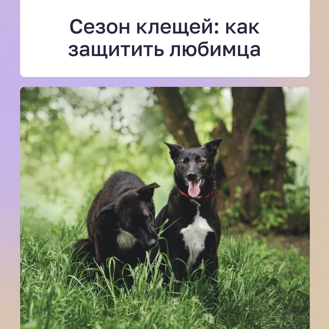 Обложка к посту. Приют в Печатниках