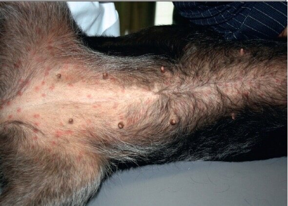 Характерная папулезная сыпь на нижней части тела собаки (Muller and Kirk*s Animal Dermatology ,7 edition) 