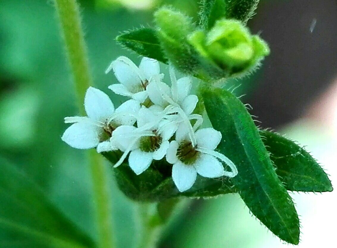 цветы стевии