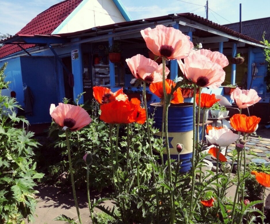 Маки — нежное очарование полей. Посадка, выращивание, уход