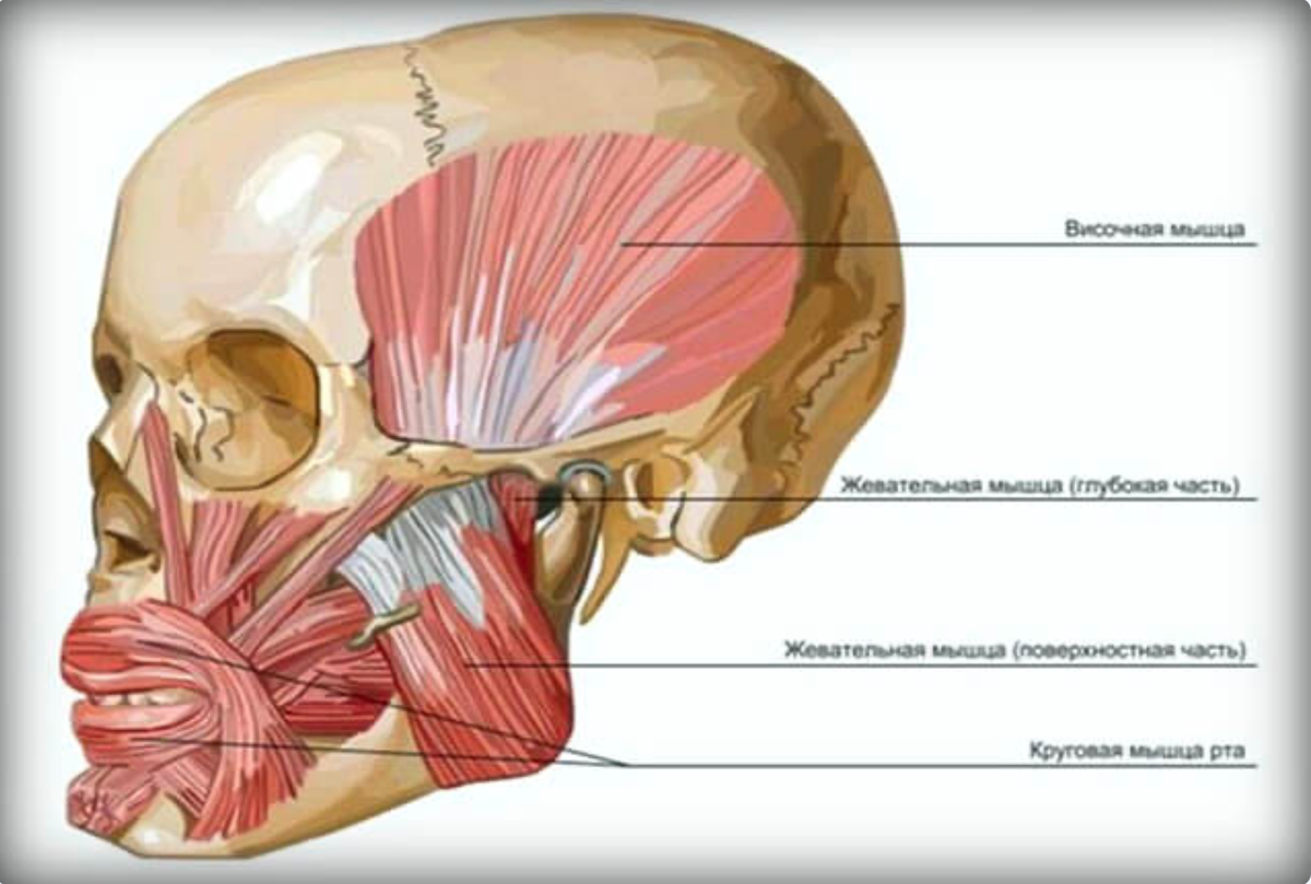 M masseter. Крыловидные мышцы челюсти анатомия. M Masseter мышца. Мышцы нижней челюсти анатомия. Мышцы лица анатомия жевательные мышцы.