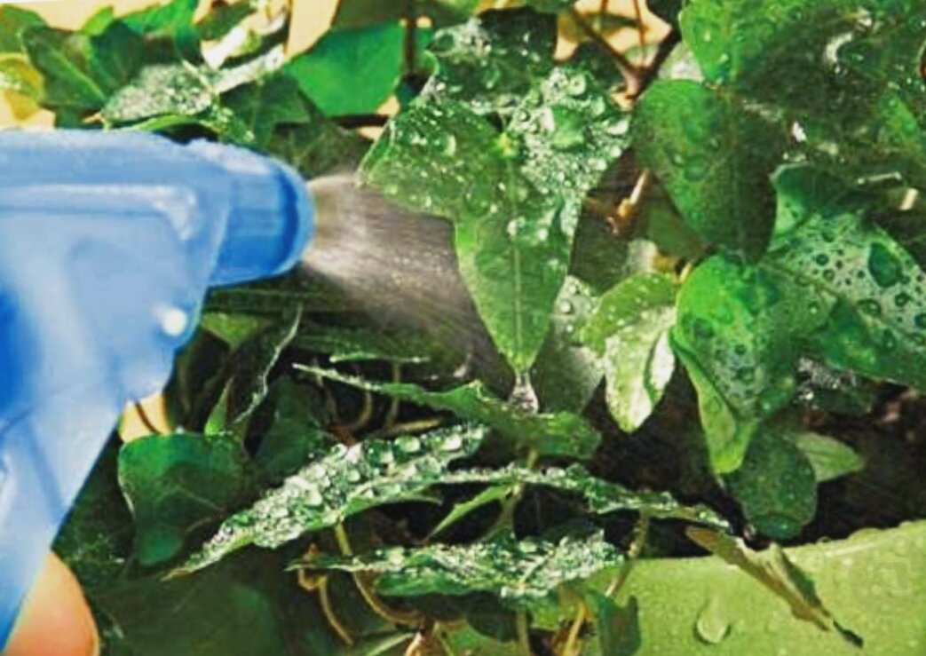 Минеральное удобрение для клематисов. Удобрение добриво чистый лист. Удобрение для цветов комнатных. Подкормка листьев. Удобрение для корневой системы рассады.