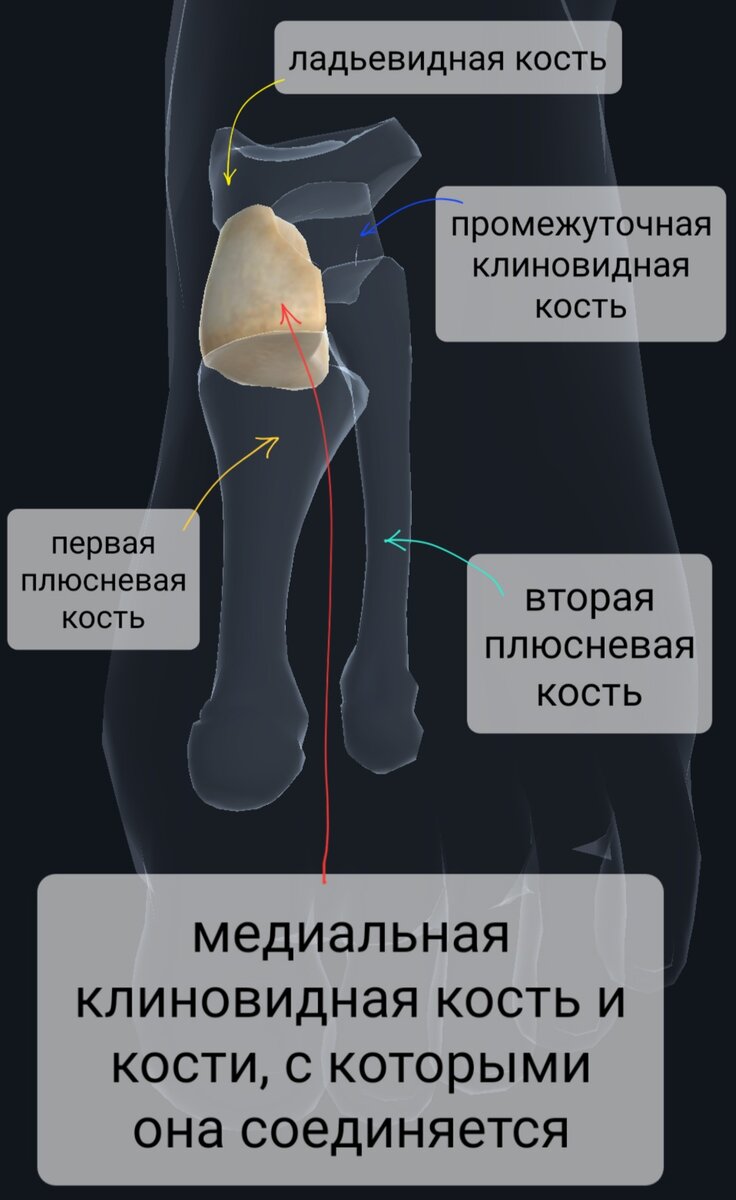 Анатомия черепа (иллюстрации)