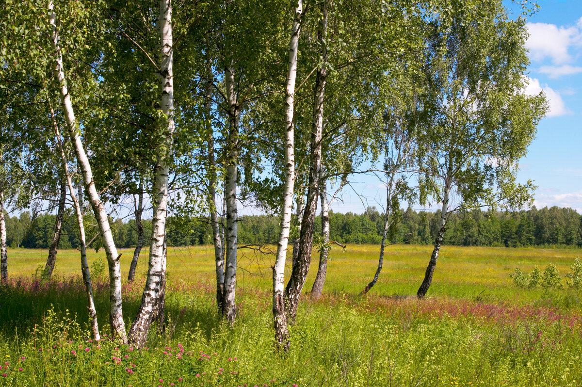 Березовый лес осенью. Березка 8 9. Васильев белая береза. Белая береза дерево. Березка 8 9.