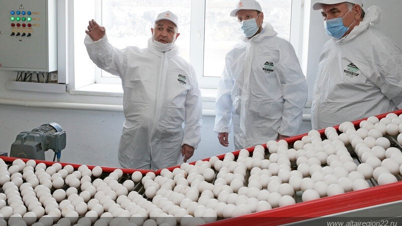     Птицефабрика "Молодежная". Ее просветили ревизоры. Altairegion22.ru