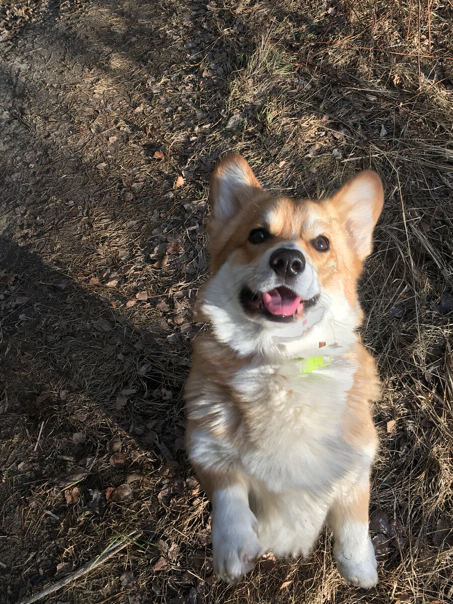 Куда пошел? Почему баран не в строю?:)