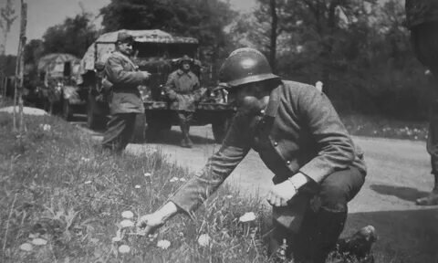 Французы собирают цветочки во время "странной войны" 1939-40 годов