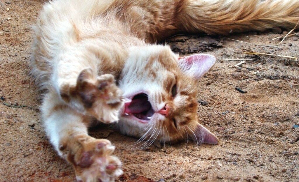 Довольный кот принимает "земляные ванны"