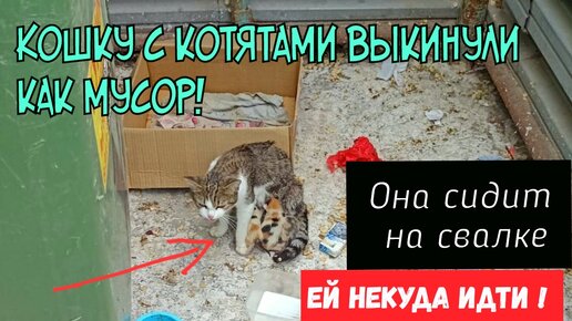 Download Video: 🔴Бросили кошку с котятами | под солнцем и дождём | без надежды на спасение | help a cat with kittens