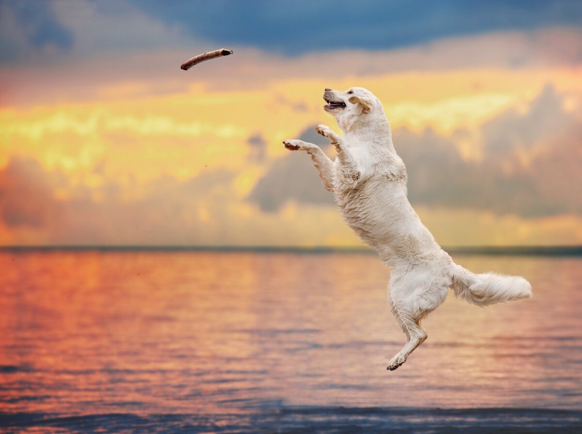 Собака прыгает. Джек рассел терьер фрисби. Клаудио пикколи. Бордер колли в прыжке. Бордер-колли.