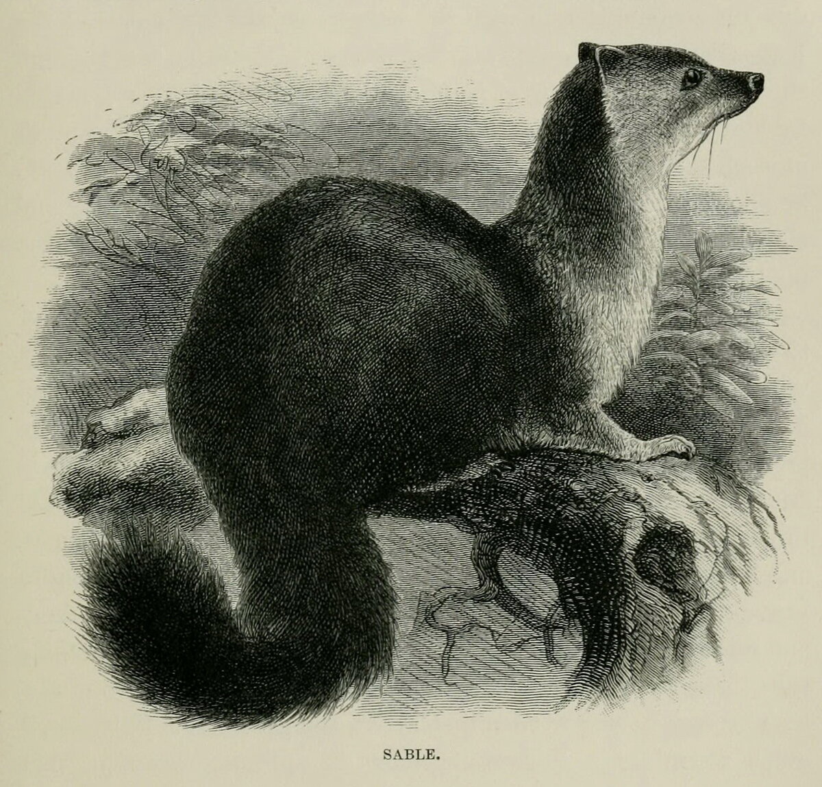 Соболь. Иллюстрация из книги Ф. Гиллмарда «Плавание «Марчезы» на Камчатку и в Новую Гвинею» (1886 г.)