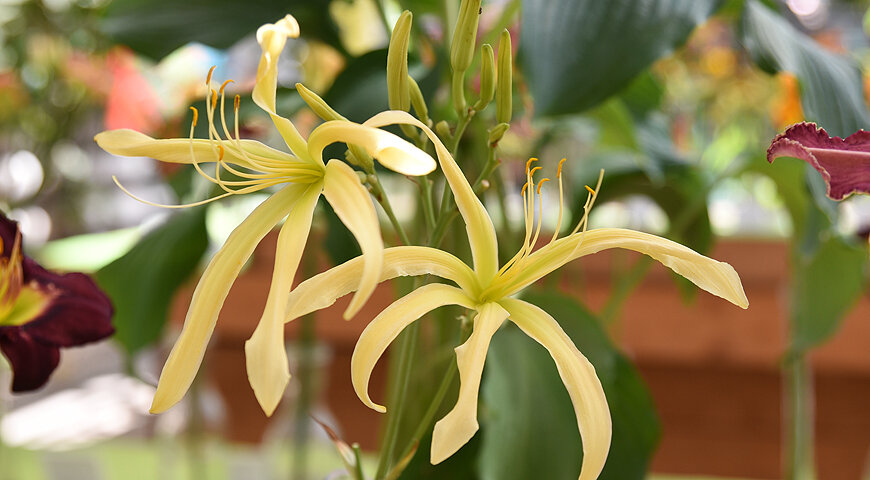 Лилейник Banshee Love Call (Экспонент: Мишина И.Н.)