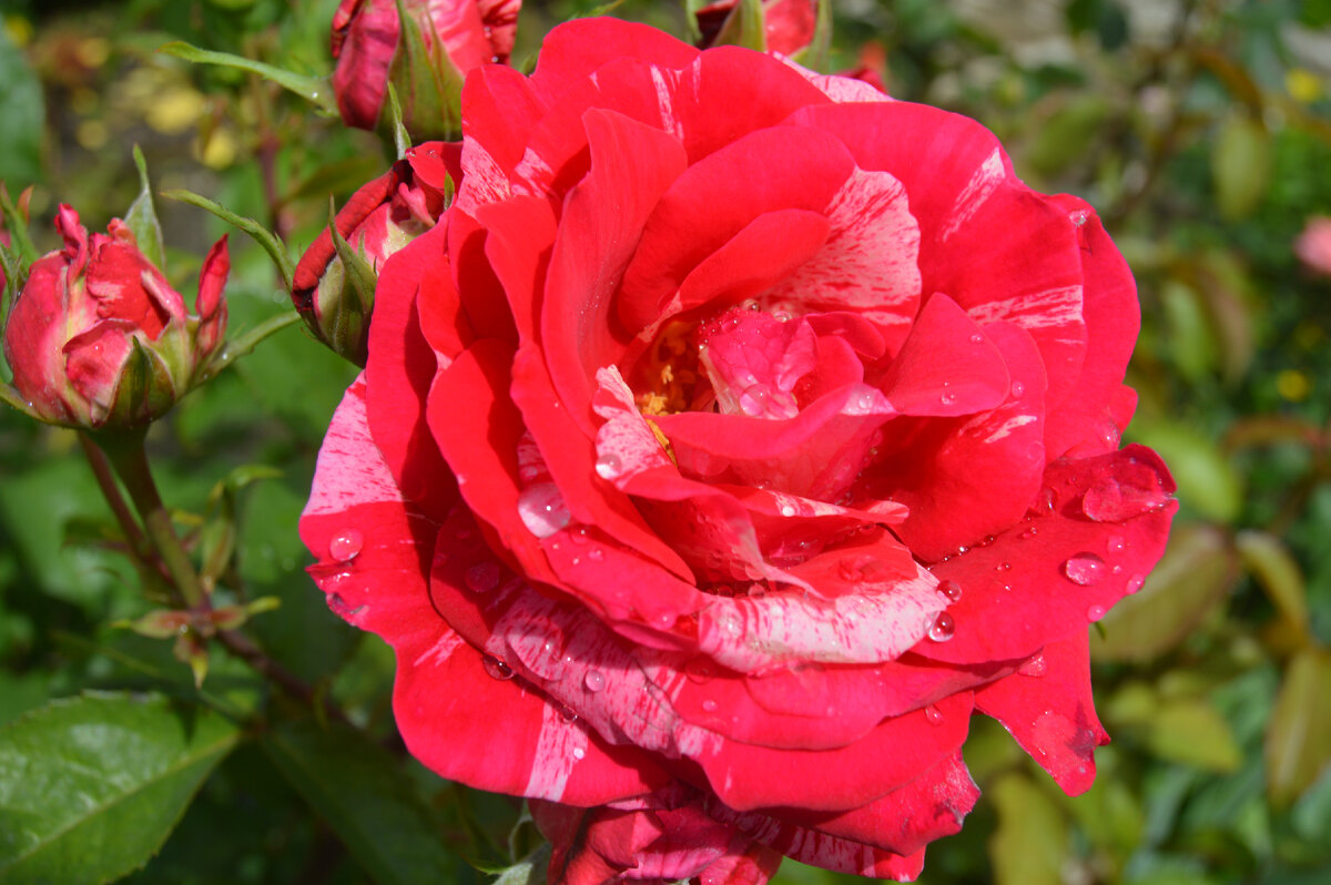 Фото автора. Просто красивый цветок.