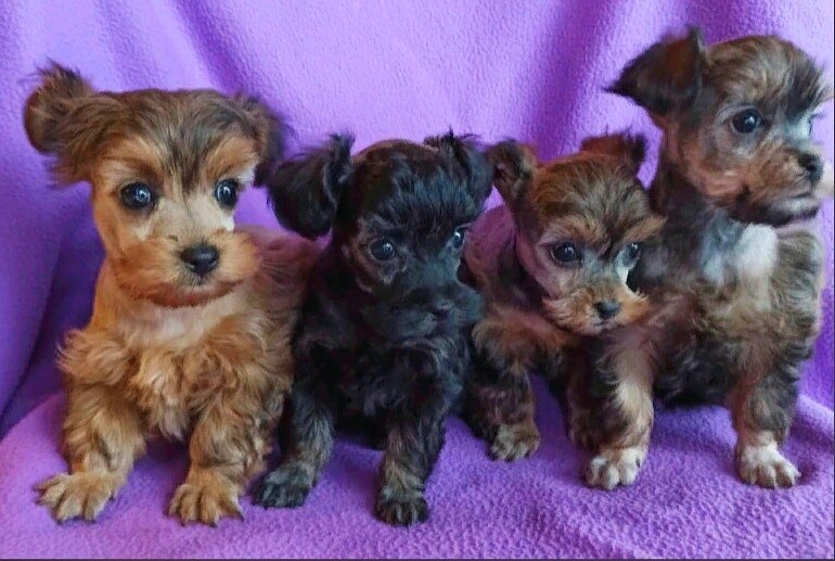 Какая из мелких моя дочка?