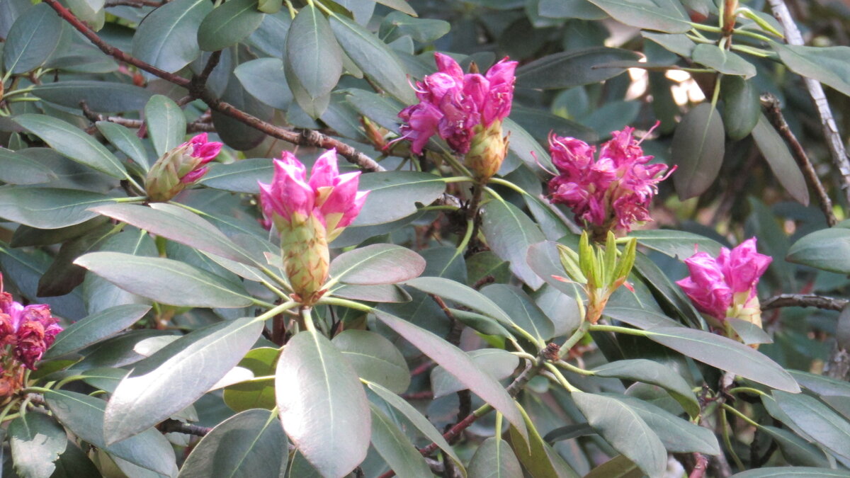 Отцветающий рододендрон