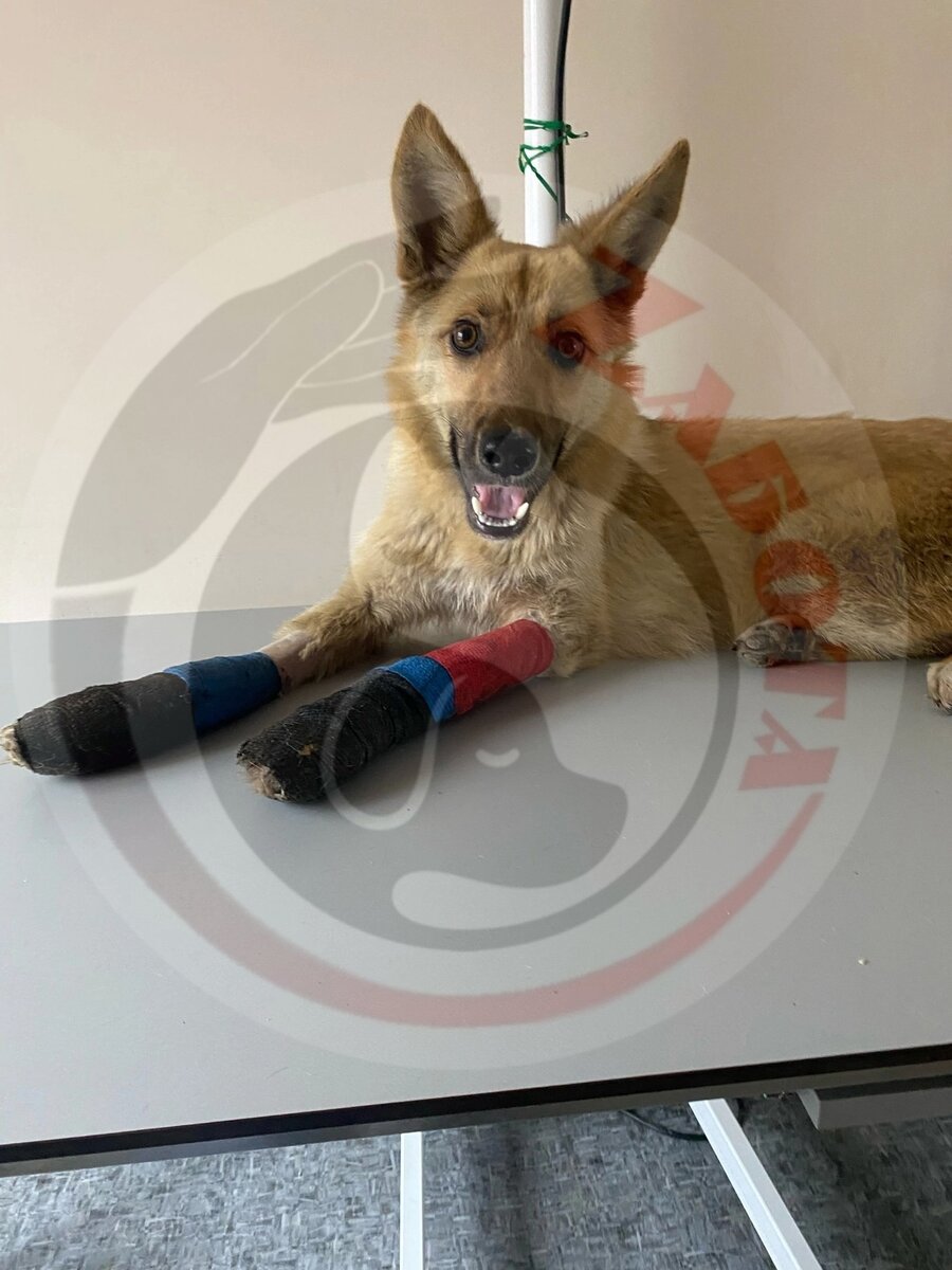 Эльза на рентгене