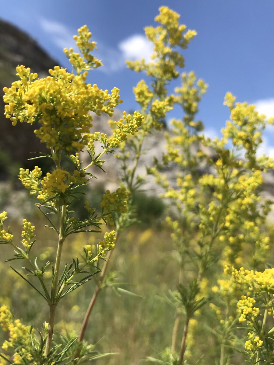 Цветочки... Можно листать