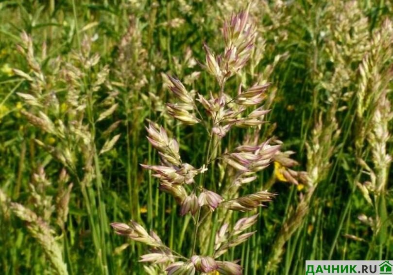 Бухарник: описание цветка, фото, особенности выращивания
