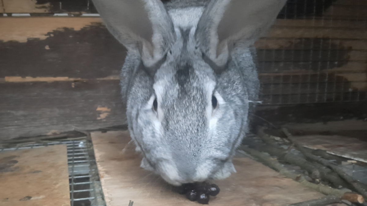 Крол породы Советская шиншилла лакомиться плодами черноплодной рябины