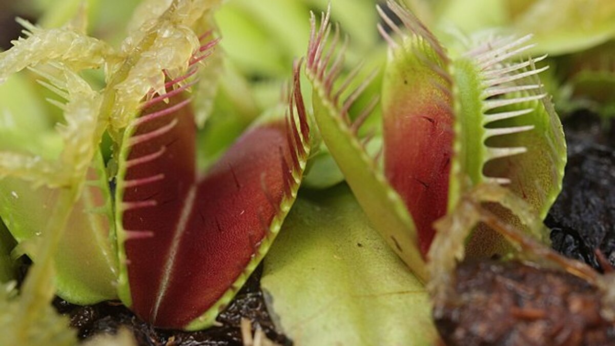 Фото: Björn S.../ CC BY-SA 2.0