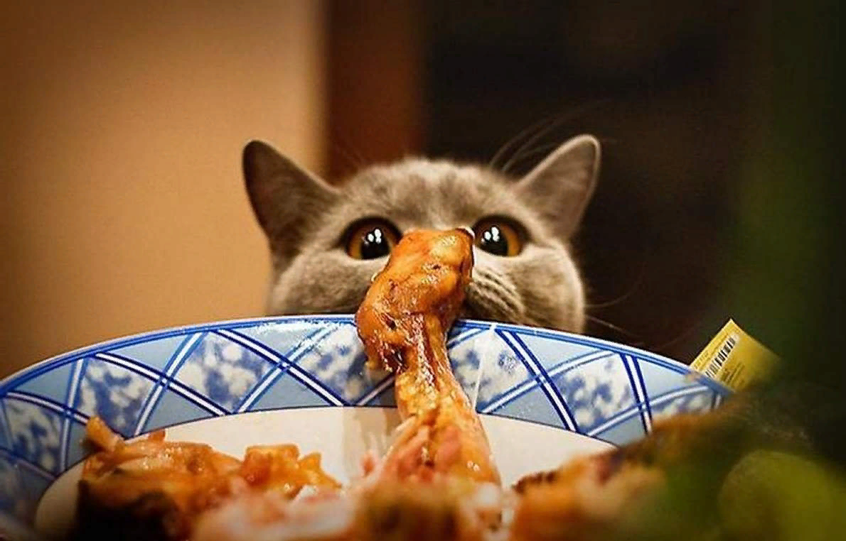 Кошки — известные гурманы, которые любят полакомиться вкусной едой. Но иногда их аппетит может выйти из-под контроля и превратиться в назойливое попрошайничество.-2