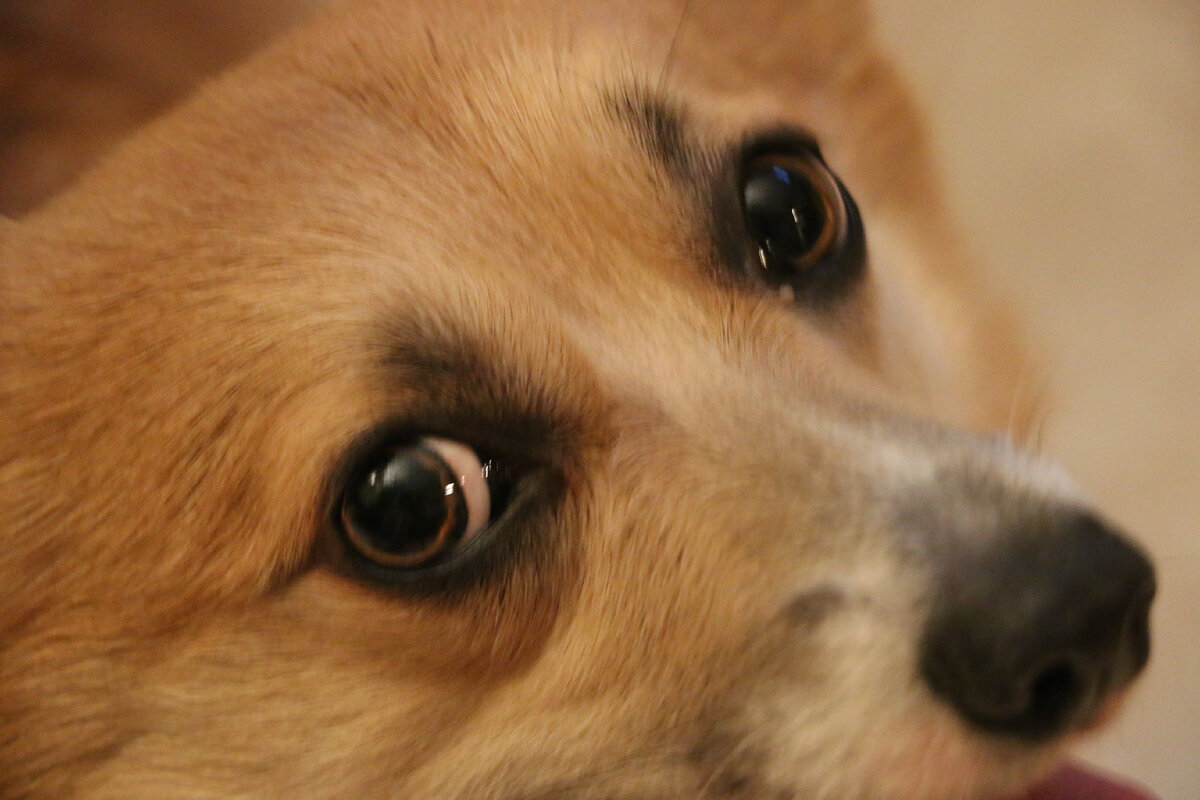 А чем вы обычно кормите свою собаку? | 6afia 9tudio: Собаки в цифре | Дзен