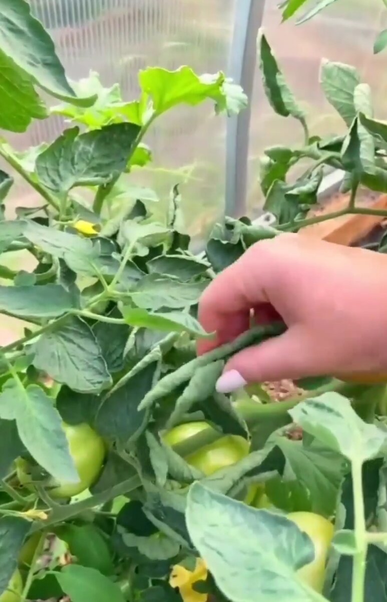 Почему скручиваются листья томата?