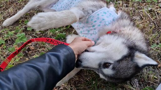 Провожаю Историю: еще одна спасенная хаски отправляется домой❤️