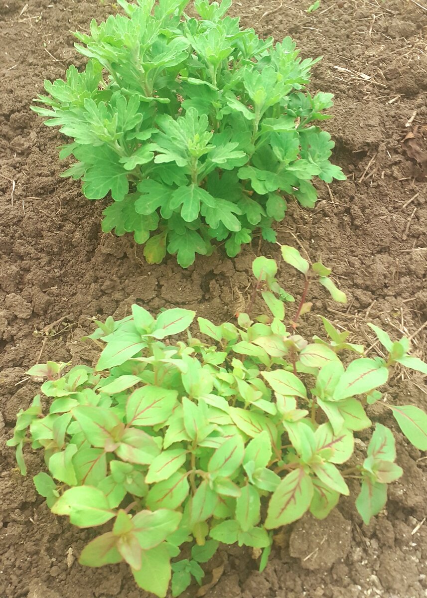 Вверху шарик хризантемки (перезимовала, ура!), внизу шарик  Кларкии