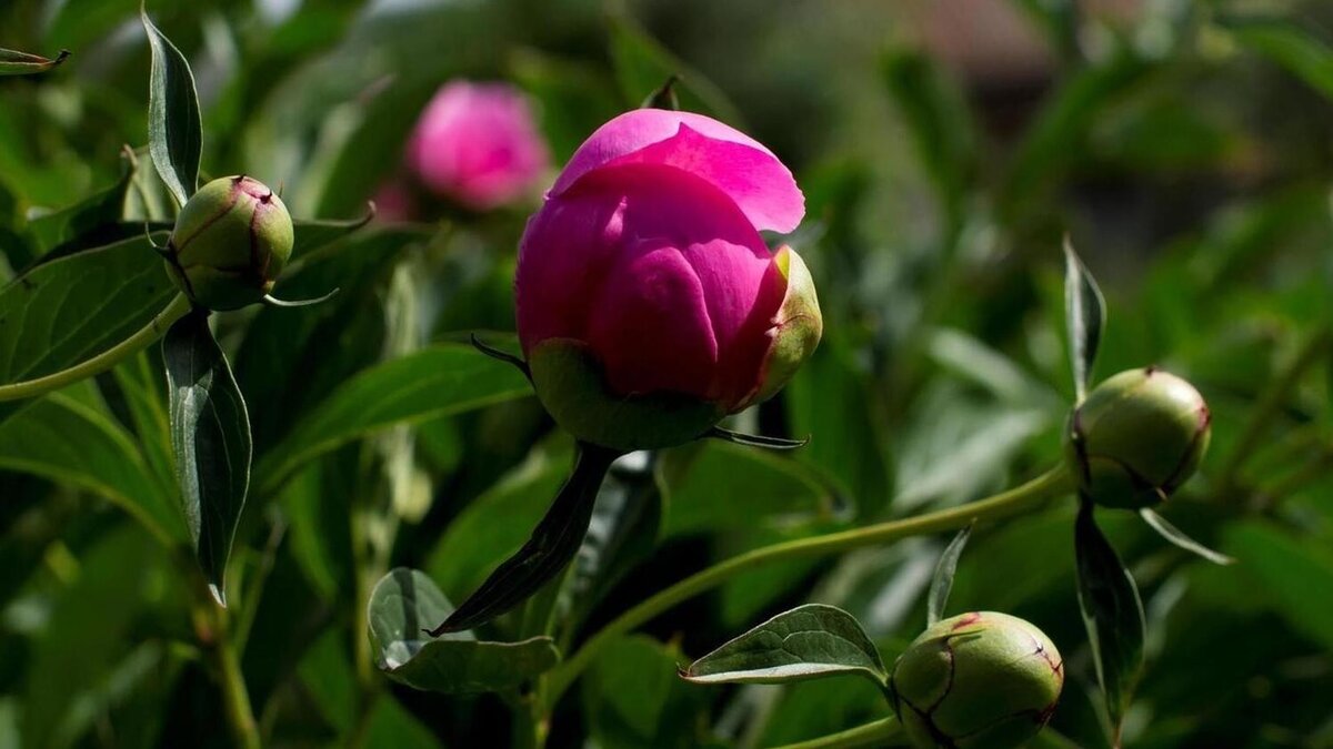 Почему пионы не цветут: причины и советы для ухода за растениями