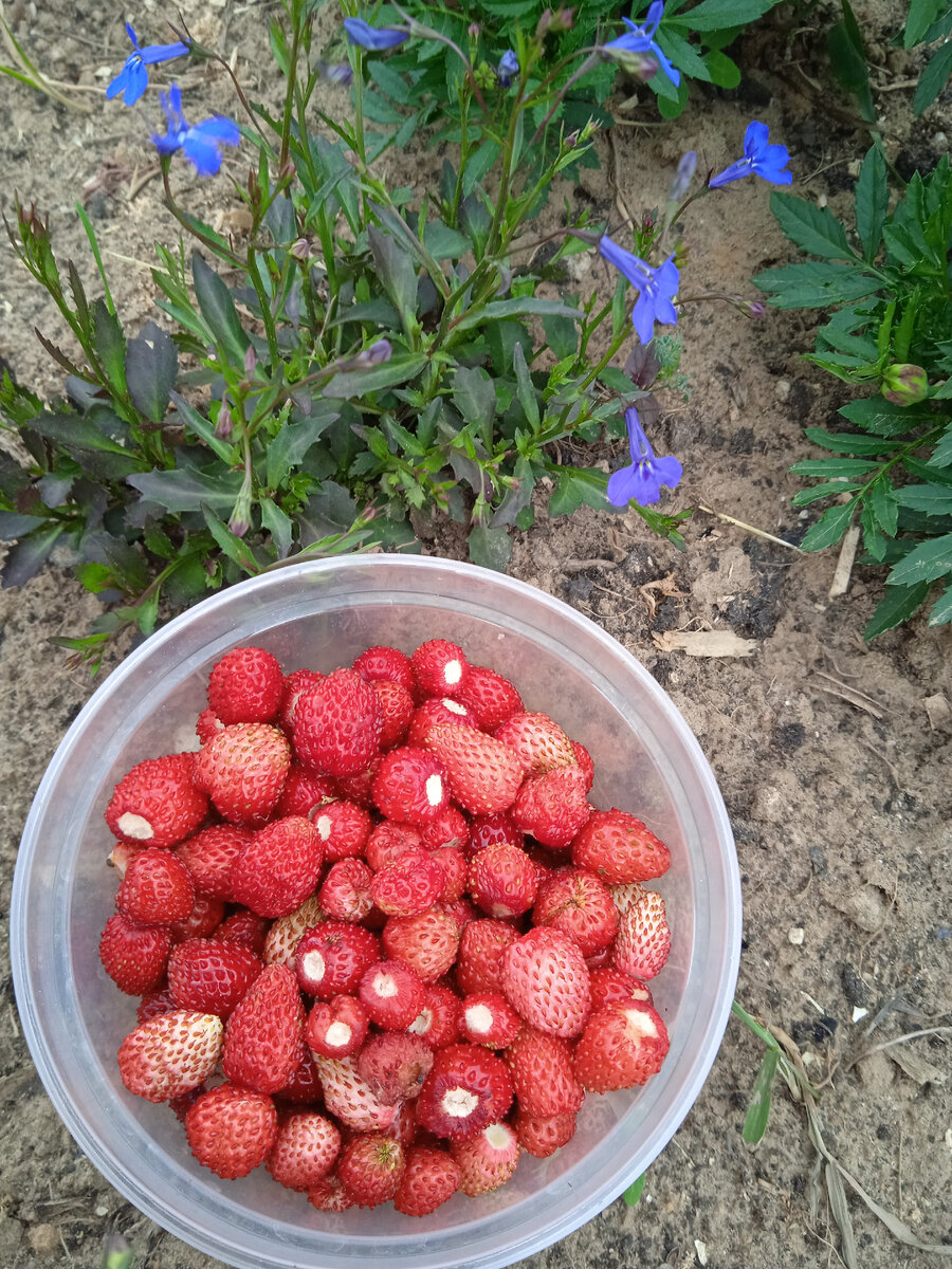 Это вчерашний урожай.