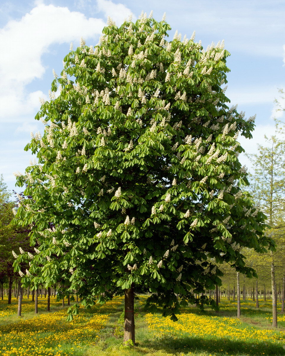 С какого дерева падают каштаны