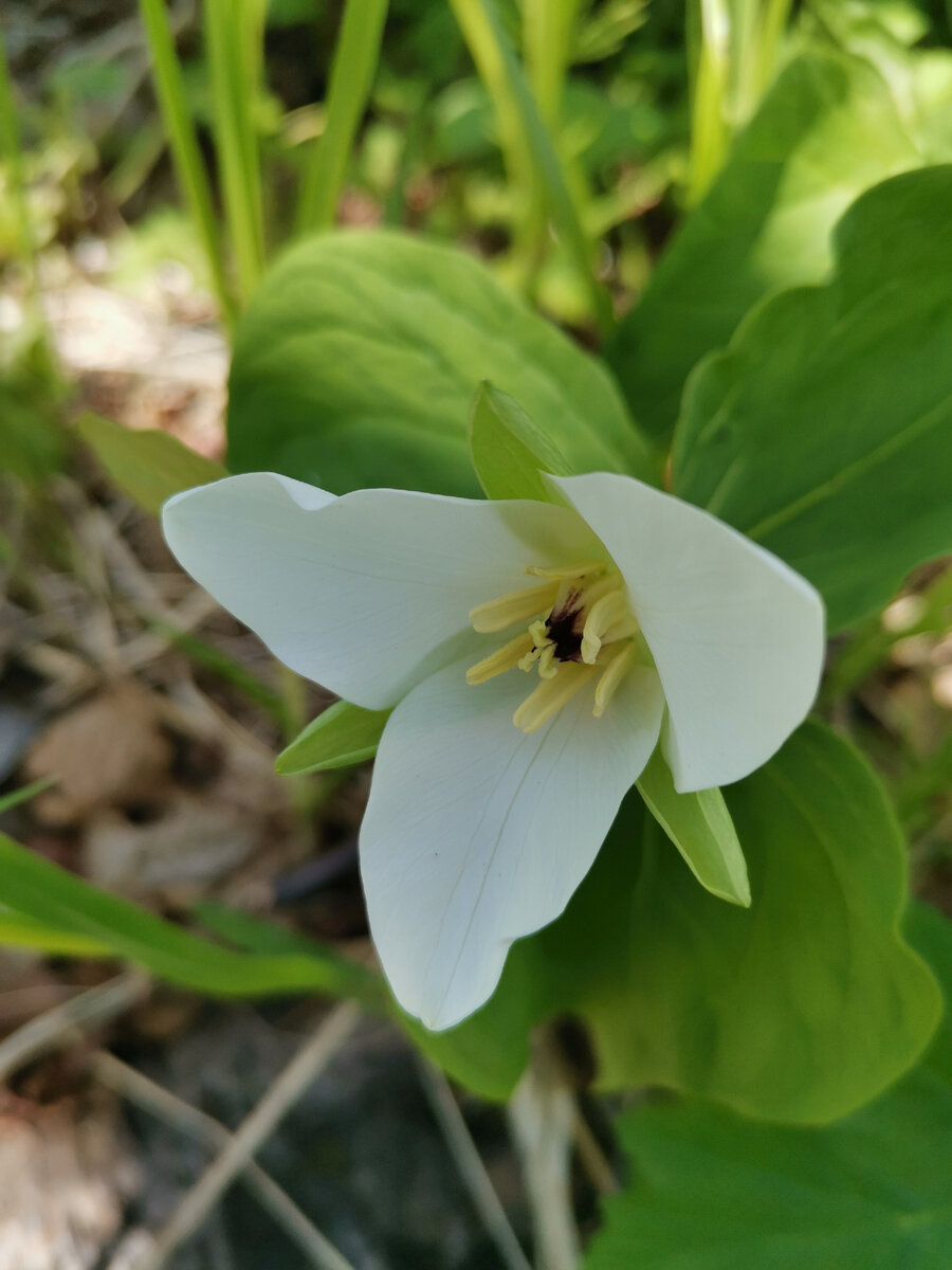 Трилиум Камчатский