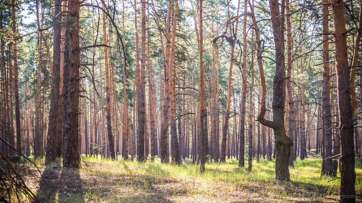 Кременской лес. Кременские леса национальный природный парк. Кременские леса Луганская область. Кременский район, Кременские леса национальный природный парк. Сосновый лес в Кременной ЛНР.