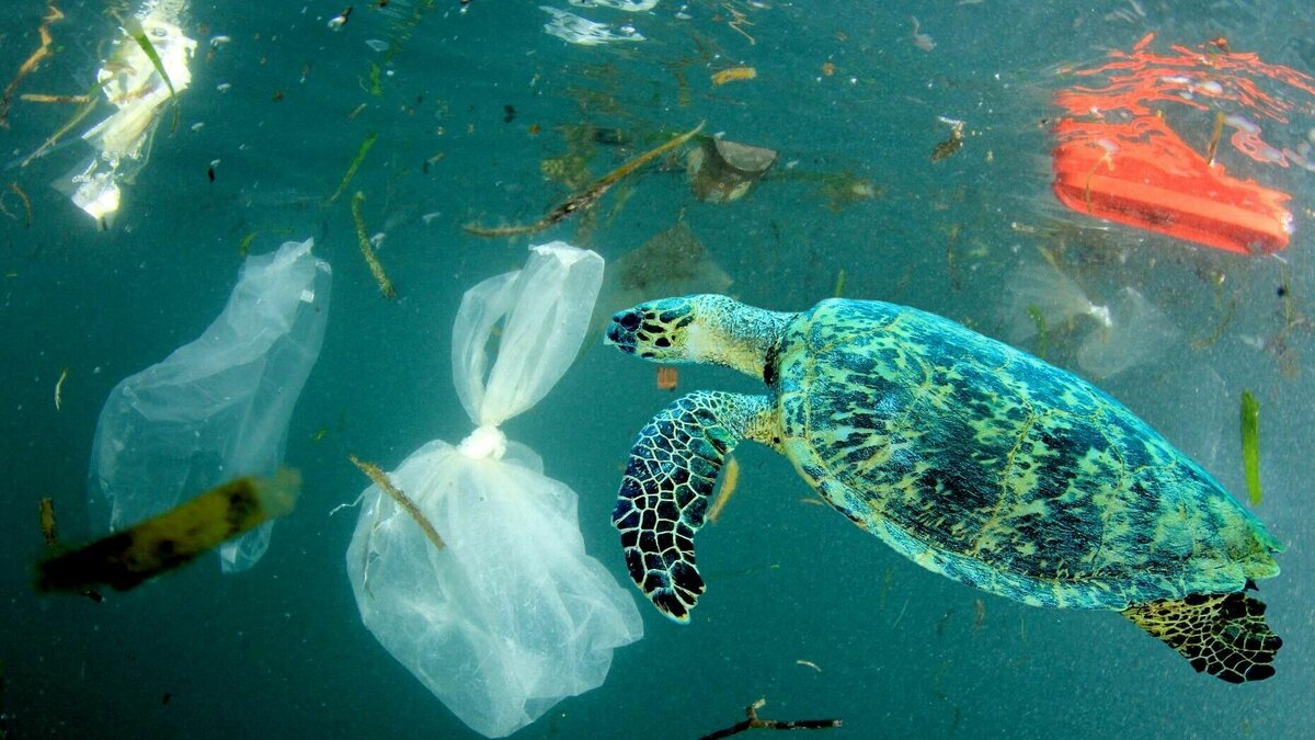 Ocean meaning. Загрязнение мирового океана. Пластик в океане. Загрязнение океана пластиком. Морская черепаха.