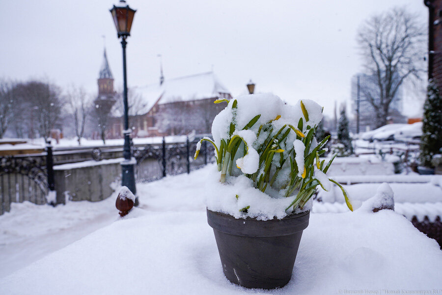 Фото: Виталий Невар / Новый Калининград