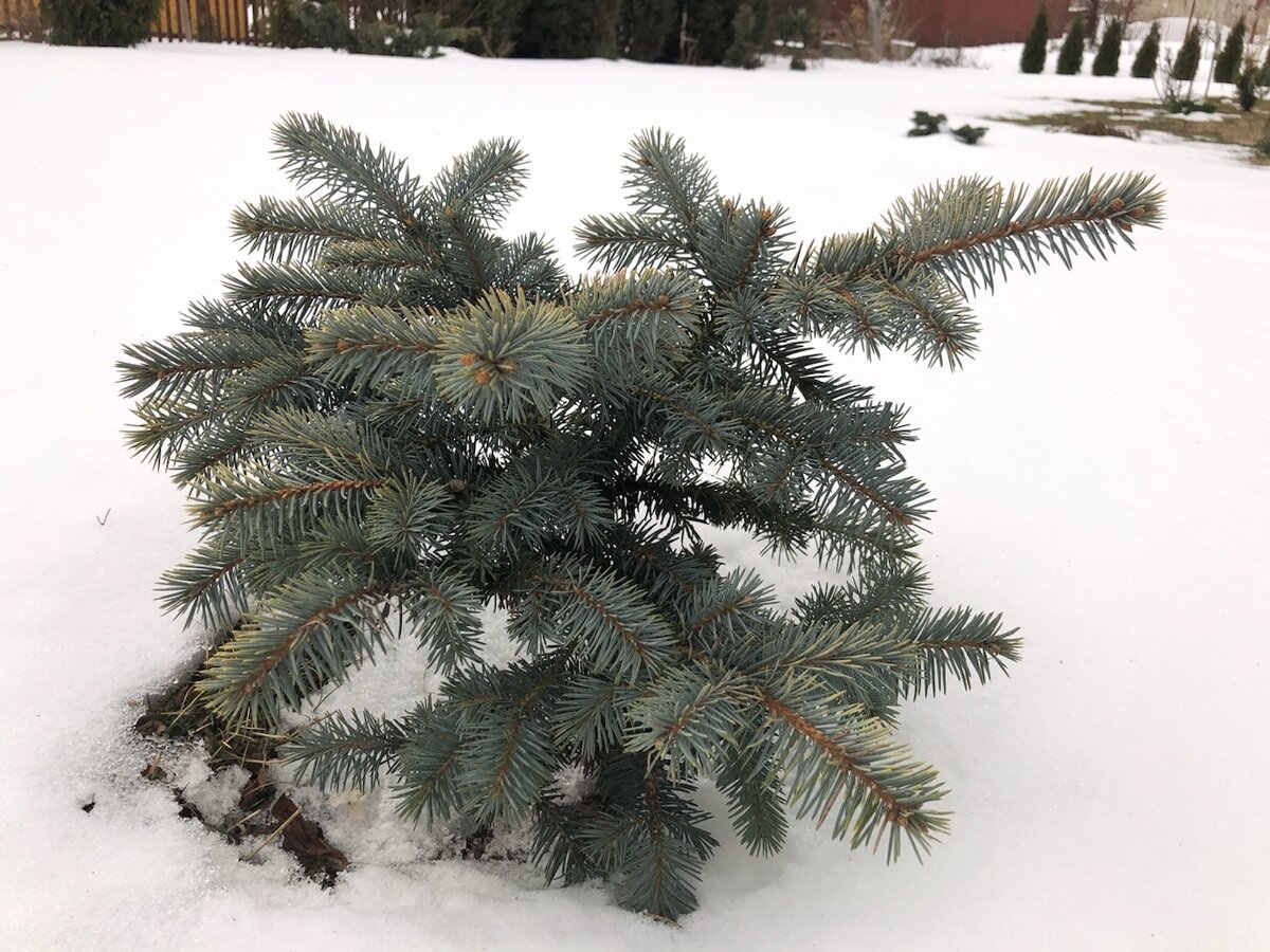 вырасти дерево набор ель. ель необыкновенная что вырастет. ель abies koreana. ель колючая глаука аризона / кейбаб. Picea orientalis 'araucaria'.