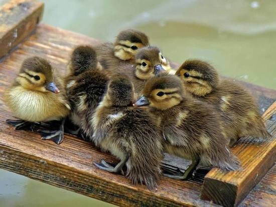     Дмитрий Находов / Новосибирский зоопарк