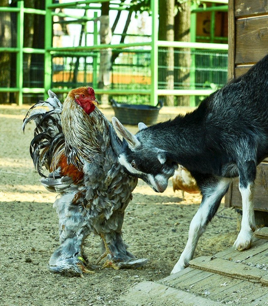 Петух, петушок. Конструирование, поделки