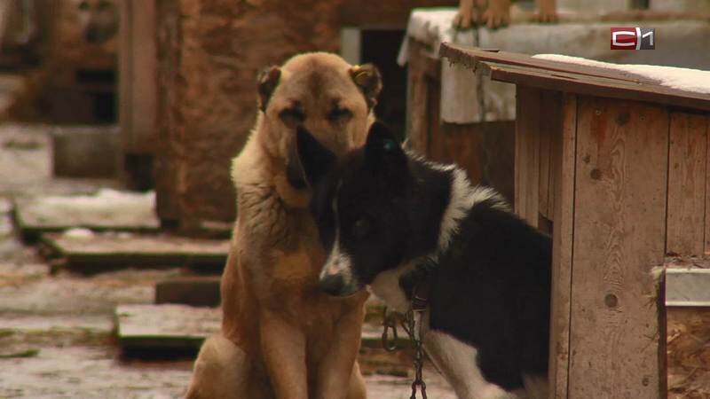    Ответственный хозяин. В Югре меняются правила обращения с животными