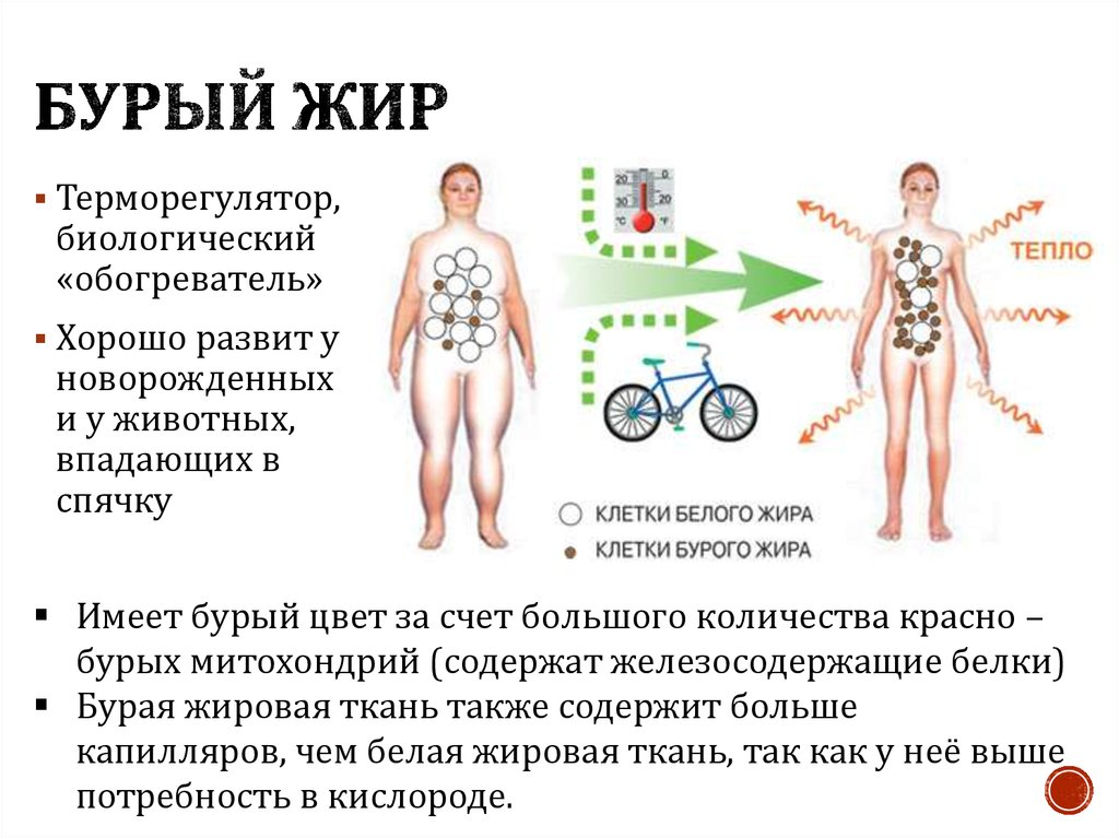 Будучи в теле. Бурый жир у человека. Локализация бурого жира у взрослого человека. Расположение бурого жира у человека. Бурая жировая ткань у человека.