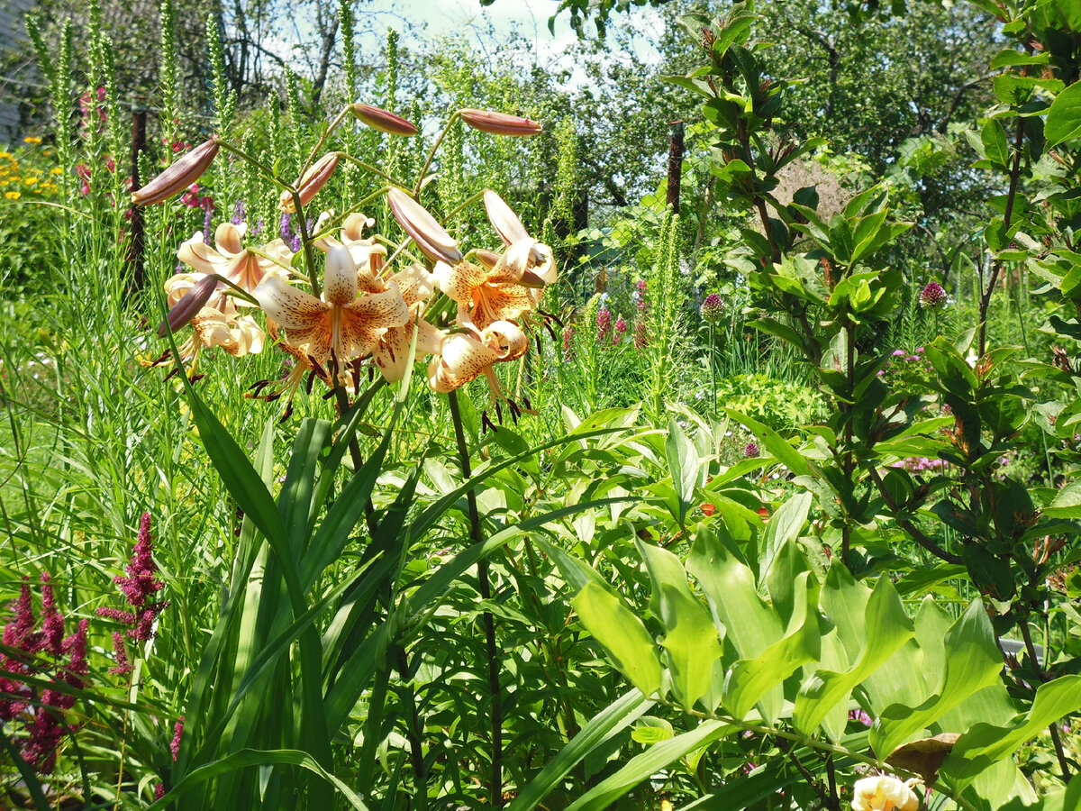 Лилия "Тайгер Бейбис" на даче, 2016 год.