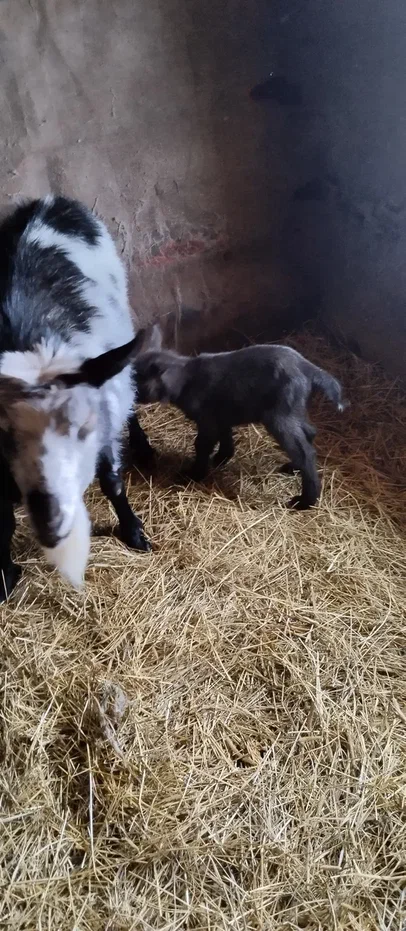 Первым делом, нужно покушать