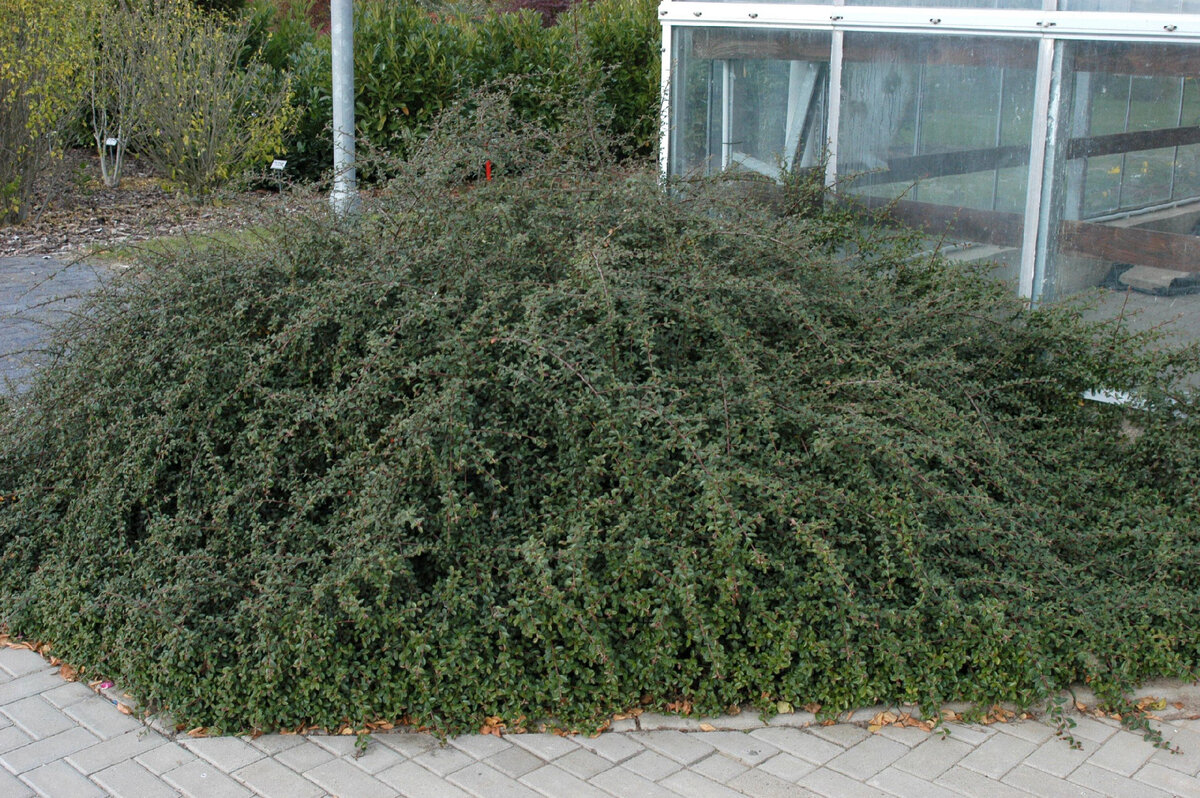 Фото с сайта shop.plantship.ru. Использовано для примера