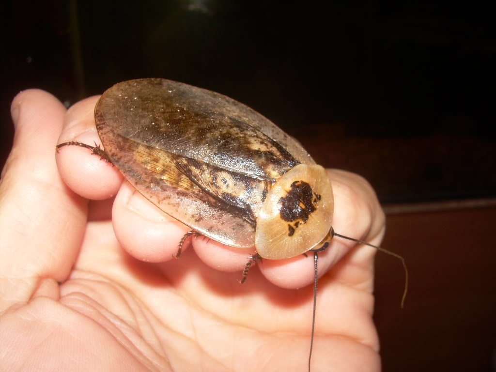 Фото из Интернета 