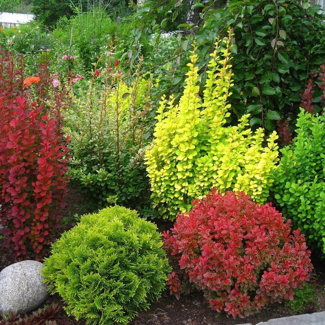 🎯🌹 Эти ЯРКИЕ, Неприхотливые, Зимостойкие Кустарники Преобразят любой ...