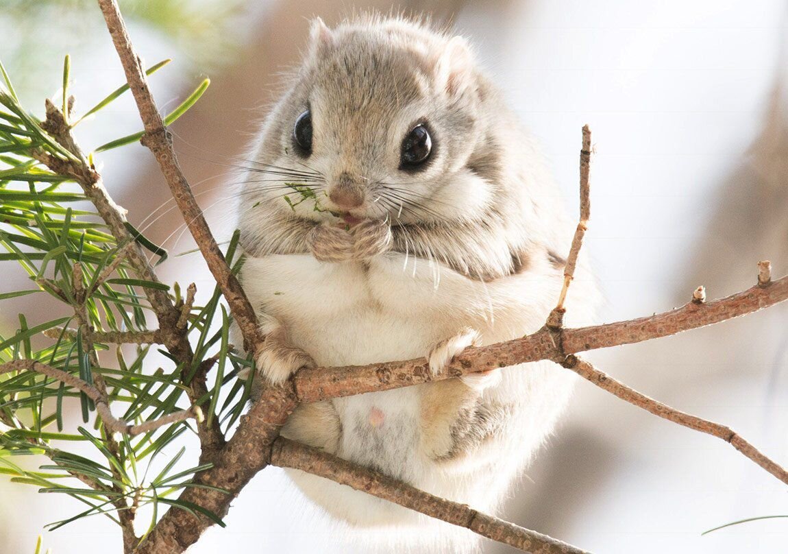 Pteromys Momonga