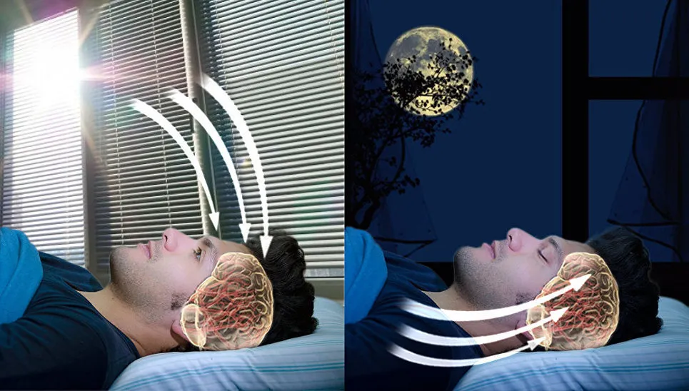 Реакция день ночь. Сон и бодрствование. Сон и мозг человека. Сновидения мозг.