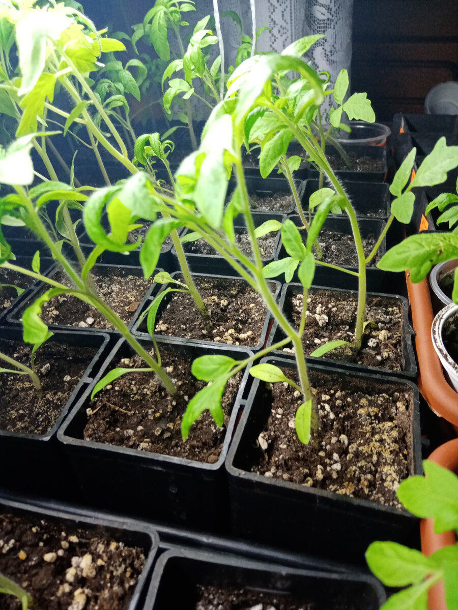 Например не типично для меня применение для выращивания этой рассады томатов микоризы. Многие скажут, что рассада вытянувшаяся не коренастая. Но во-первых я не гоняюсь за коренастой рассадой. Каждый год моя свекровь насмехается над моей рассадой, ставя радом свою. Но когда наступает время сбора урожая, приходит очередь смеяться мне, потому, что я с урожаем, а свекровь с красивыми, кудрявыми , но пустыми кустами. Во-вторых, у меня посеяно более ста сортов томатов. Все они идетерминанты и они не должны быть коренастыми по определению. Они все разные: скажите вы. И это естественно. Здесь нет ни одного одинакового сорта. Генетика у всех разная , поэтому рассада ведет себя по-разному.